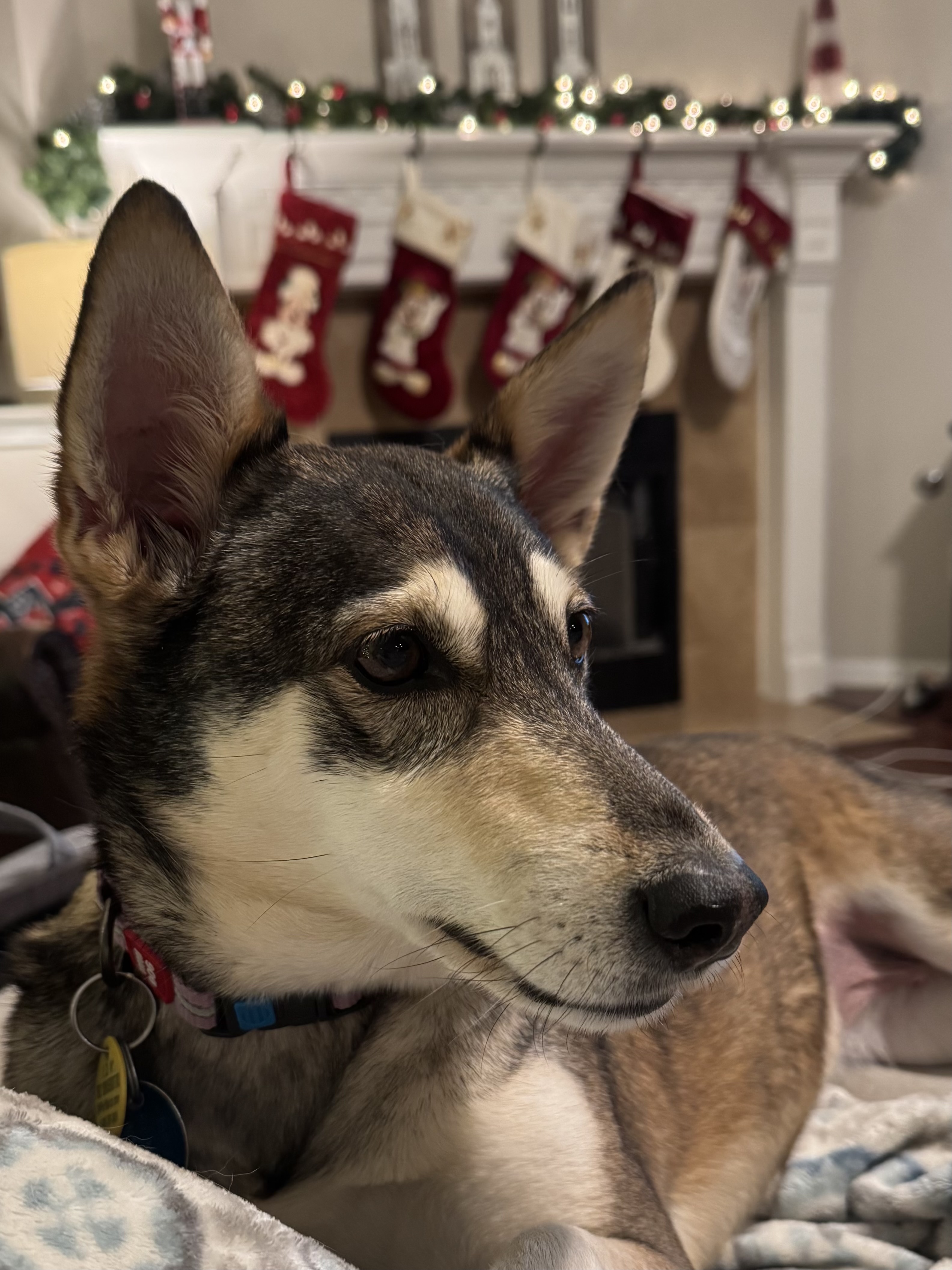 Pet Picture